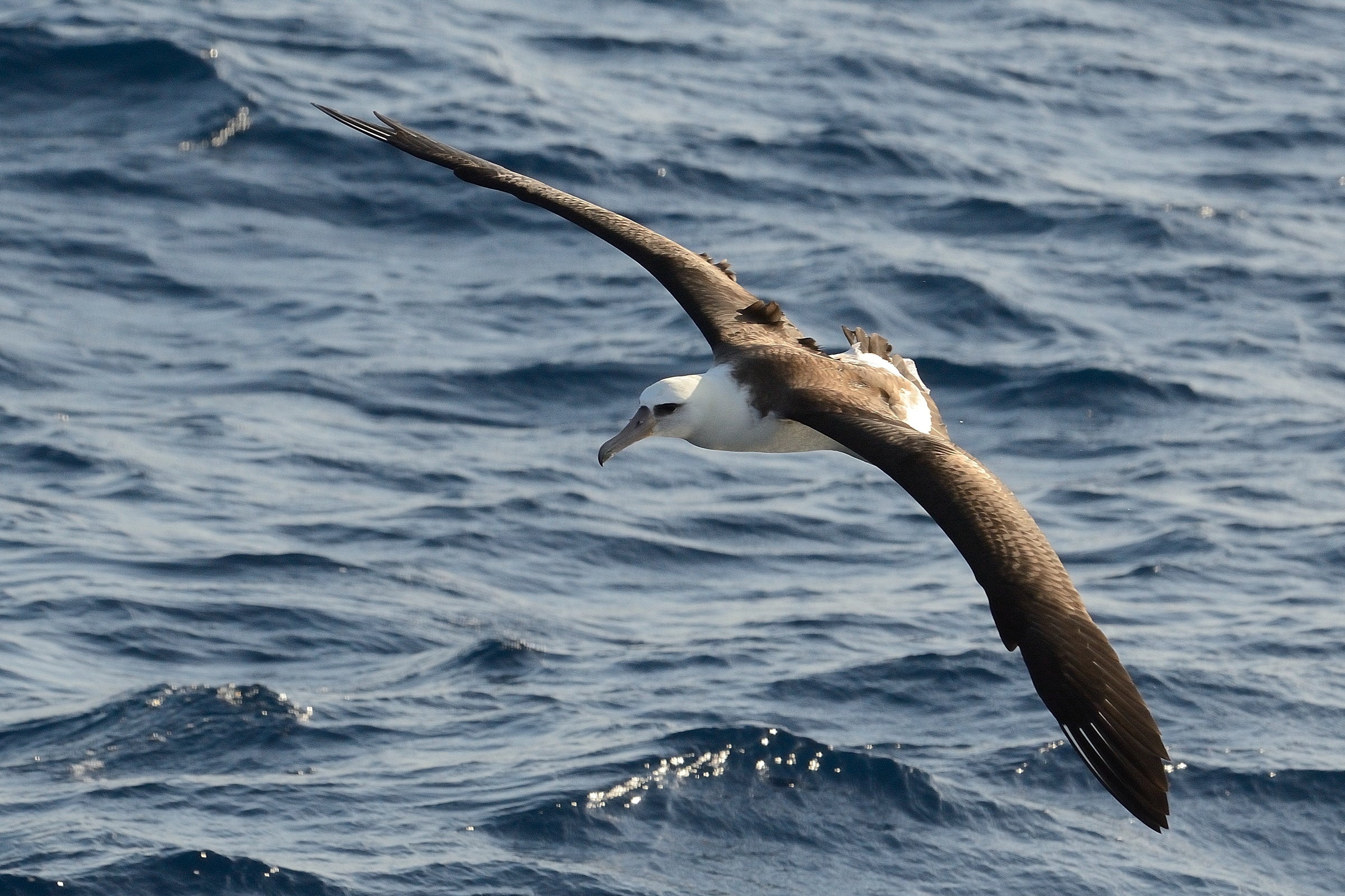Seabird in flight over water